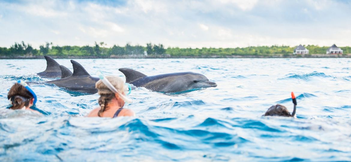 Dolphin-and-Whale-watching-Activities-in-Zanzibar