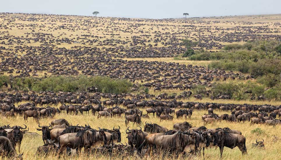 migration-serengeti