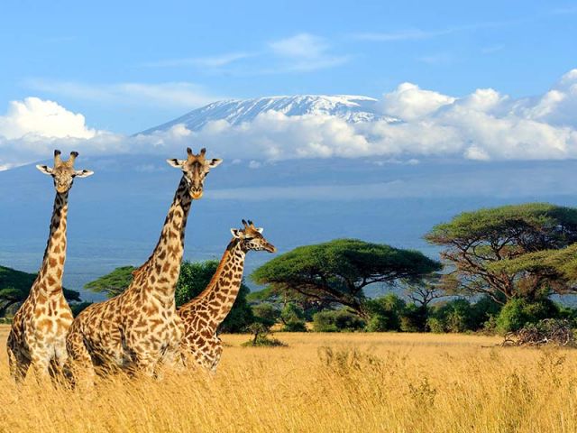 Discover the Best of Tanzania