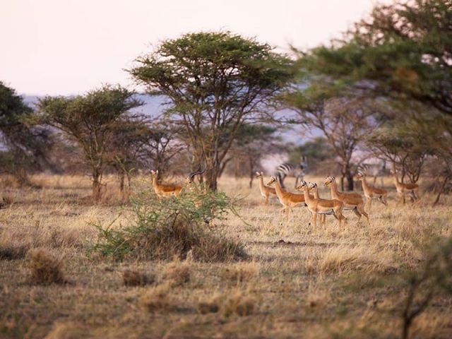 Why You Should Visit Serengeti National Park