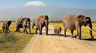 Tanzania Wildlife Safaris