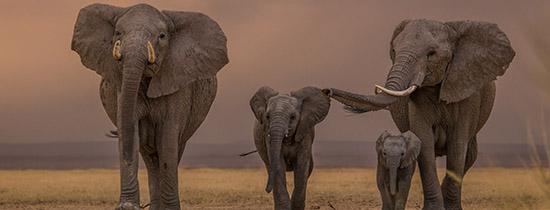 Kenya-Safaris