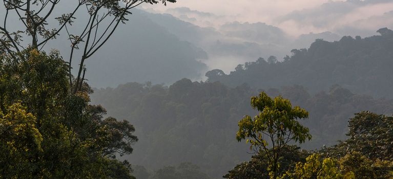 Nyungwe-Forest-Rwanda