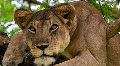 Queen-Elizabeth-Safaris