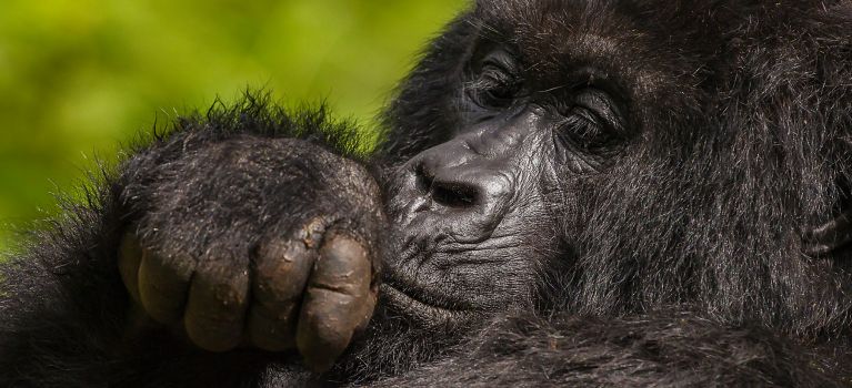 Rwanda gorilla Safaris and tours