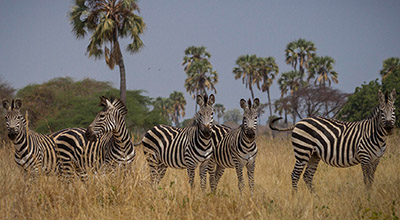 Tanzania camping safari