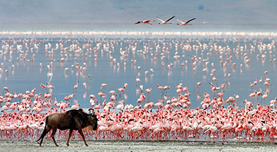 Tanzania Luxury Wildlife Safari