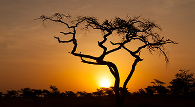 Wonders of the Serengeti