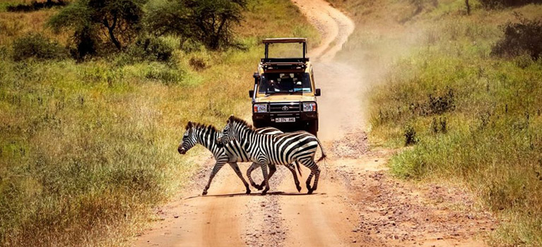 serengeti-wildlife-Safaris-Tanzania