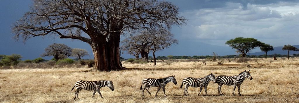 Tanzania Safari From Mwanza