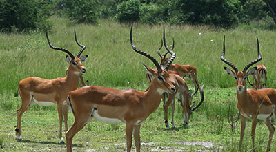 Akagera-National-Park