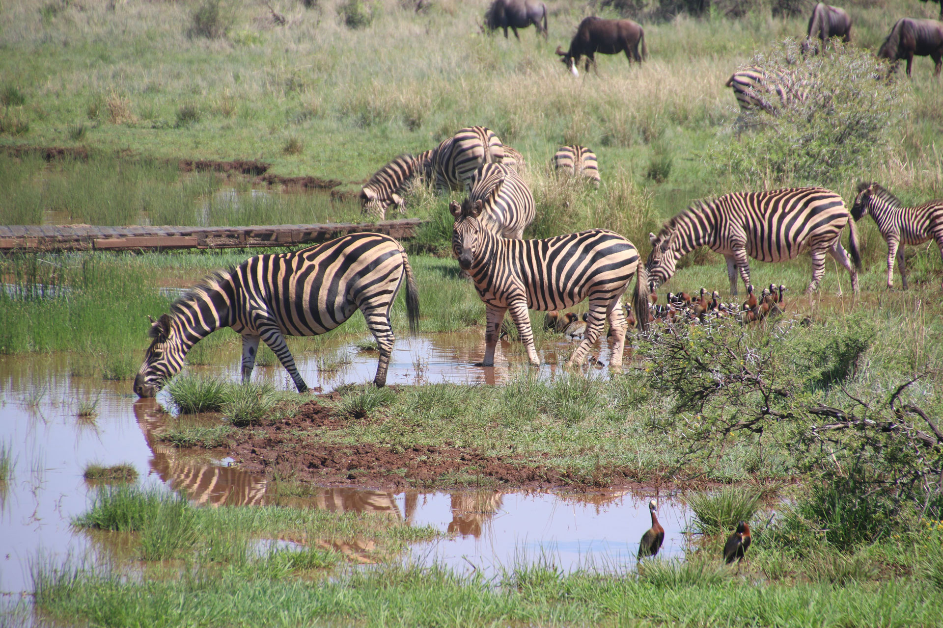 Tanzania Safari Holidays