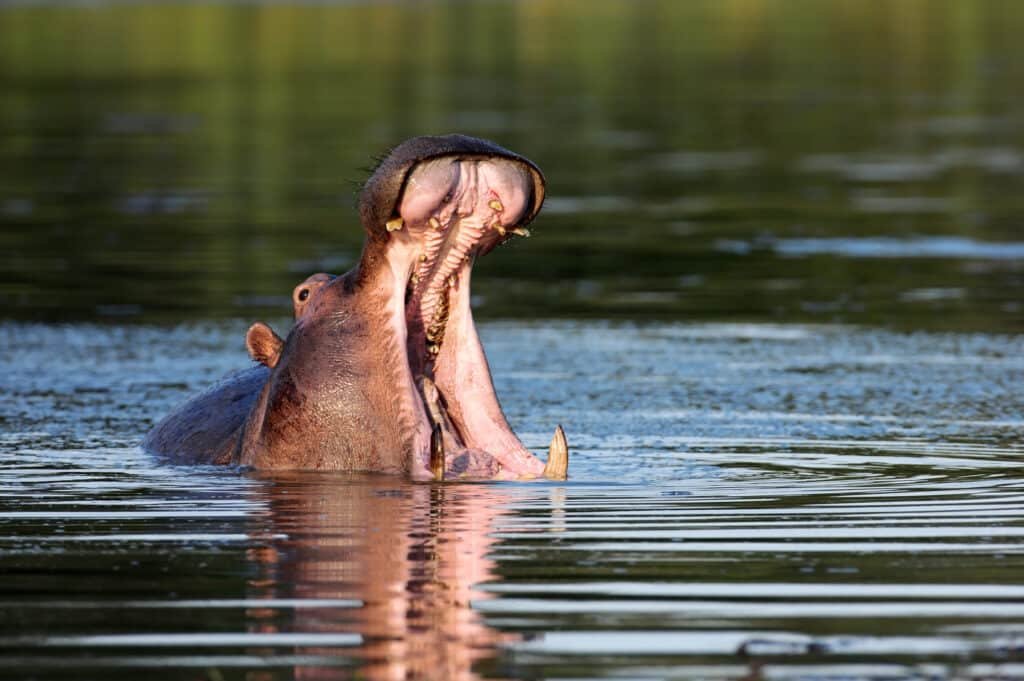 Discover Nyerere National Park