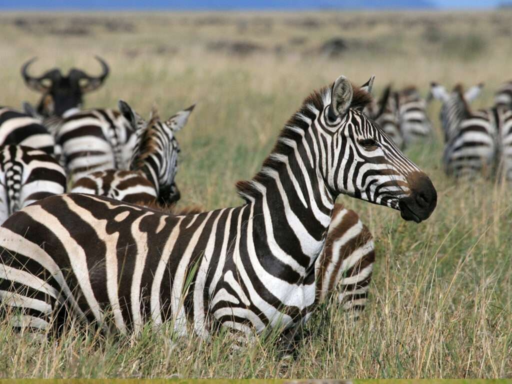 Zebras in Serengeti national park in Tanzania 647351530787368
