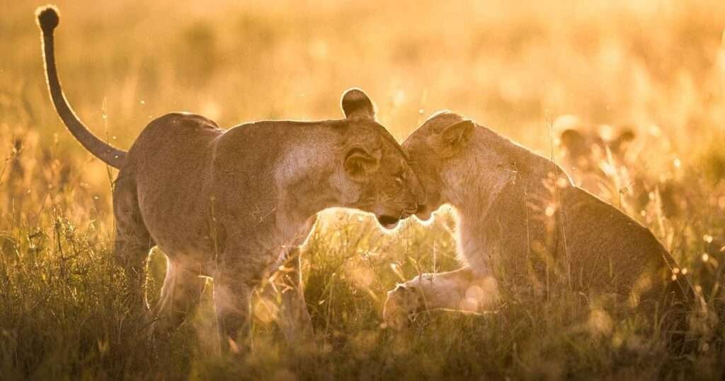 lions masai mara national reserve