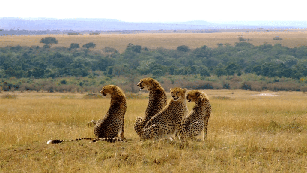 3 Days Masai Mara Safari from Nairobi