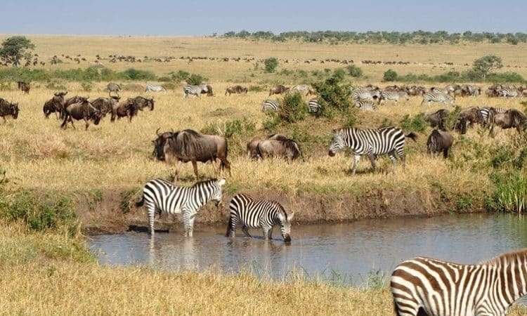 3 Days Masai Mara Wildlife Safari 750x450 1