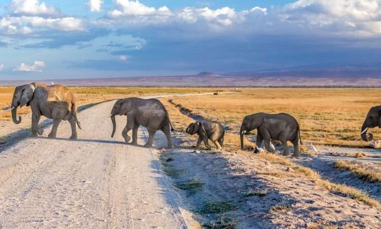 3 days Amboseli NP wildlife safari 750x450 1