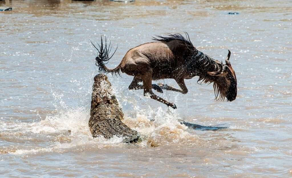 394165wildebest grumeti river