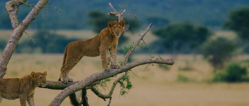 5 Days Queen Elizabeth and Semuliki National Park Safari