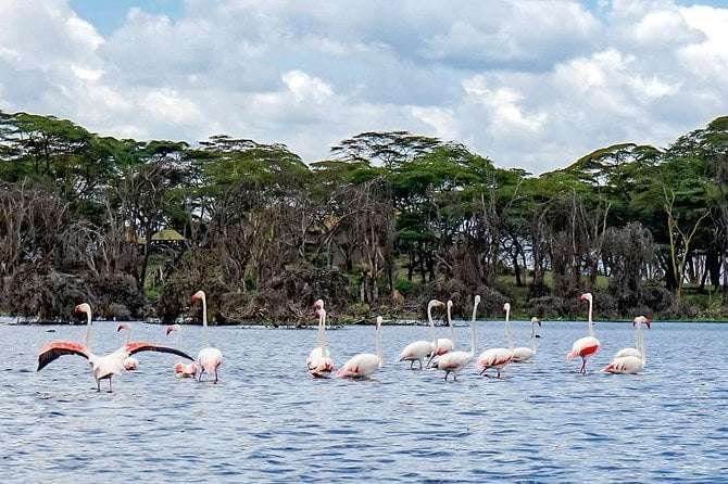 7 dias Maasai Mara Naivasha Nakuru Amboseli Safari e7eb4d5