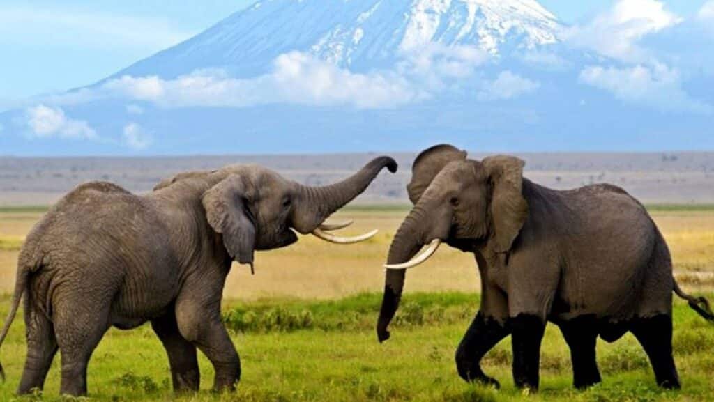 Amboseli National Park 1