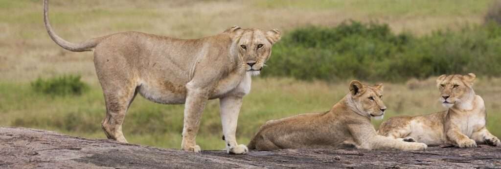 Big Five Safari Tanzania