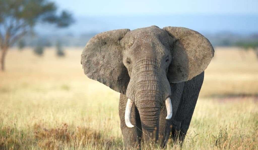 Big Five Safari Tanzania 8