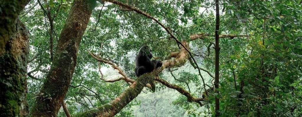 Bwindi Impenetrable 6