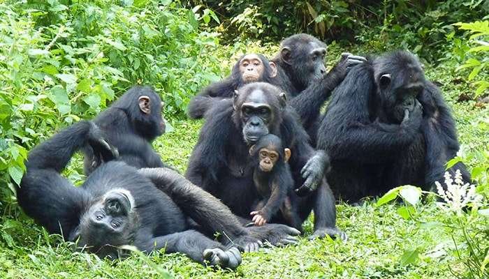 Chimpanzee Trekking – Kampala1
