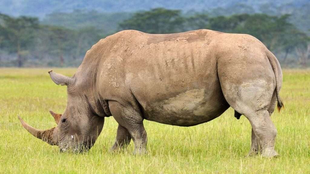 Discover East Africa Kenya Animal Rhino grasslands grazing endangered eco tourism min 1600x900 1
