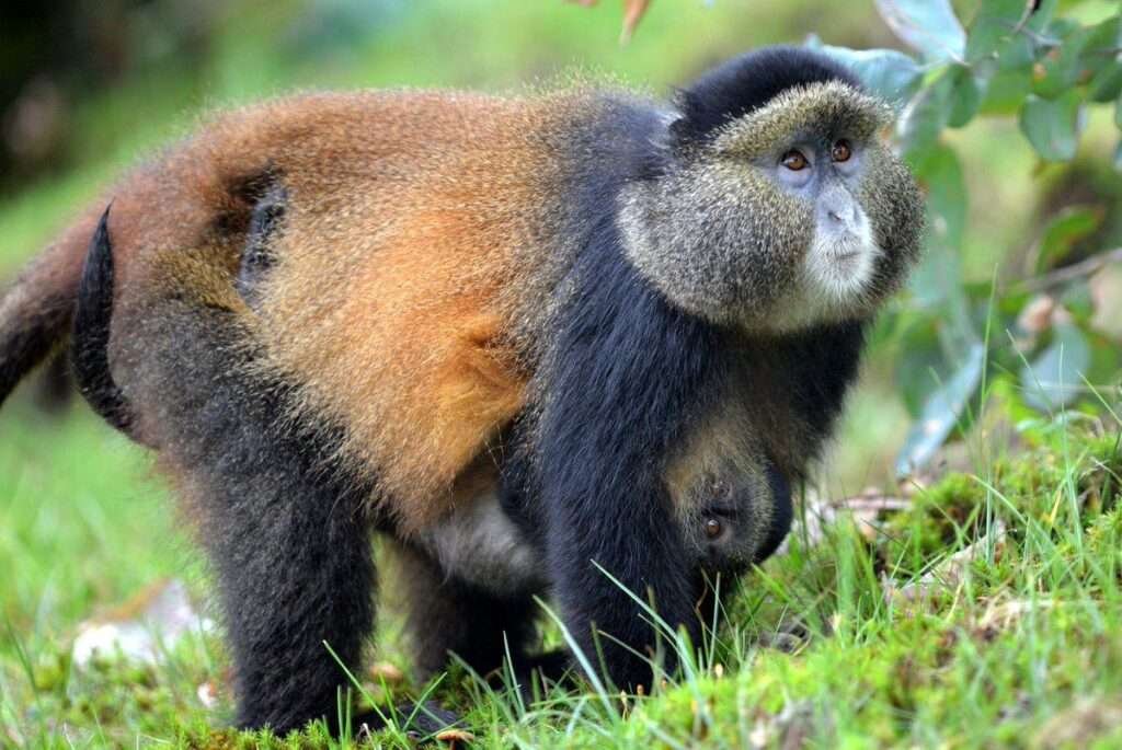 Golden Monkey