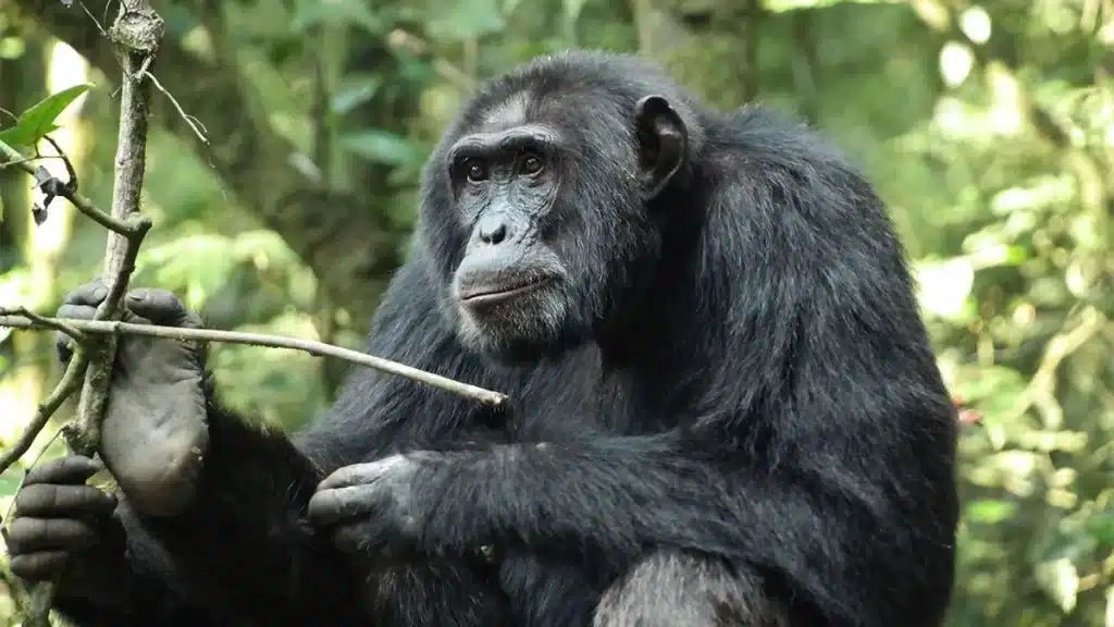 Gombe Stream National Park 4