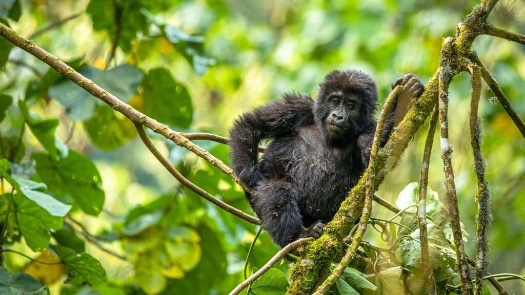 Gorilla Infant Bwindi Uganda 1