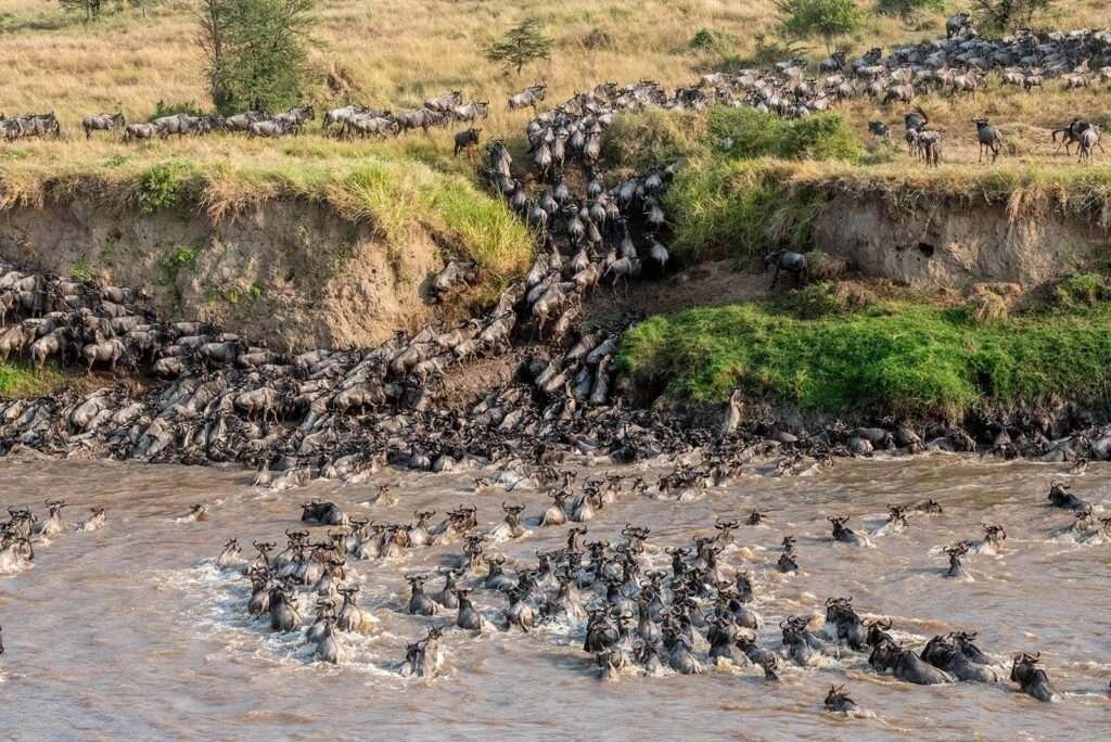 Great Migration Mara River 1