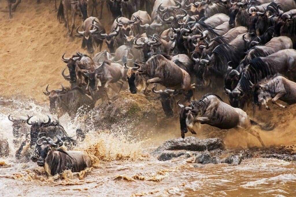 Great Migration Mara River 11