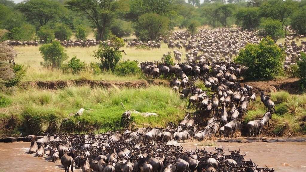 Great Migration Mara River 6