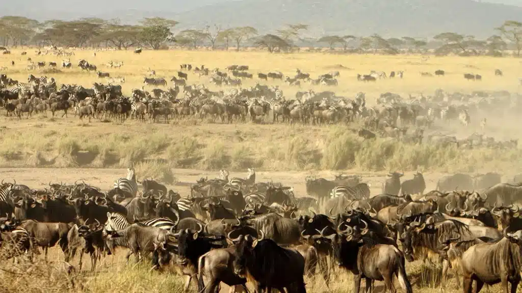 Great Migration in the Masai Mara The Great Migration in the Masai Mara