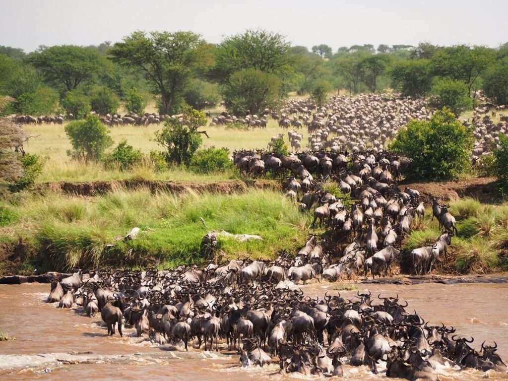 Highlights of Kenya Great Migration Safari 2