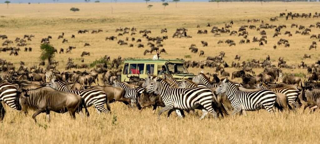 Highlights of Kenya Great Migration Safari 4