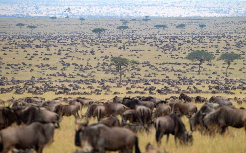 Highlights of Kenya Great Migration Safari 5