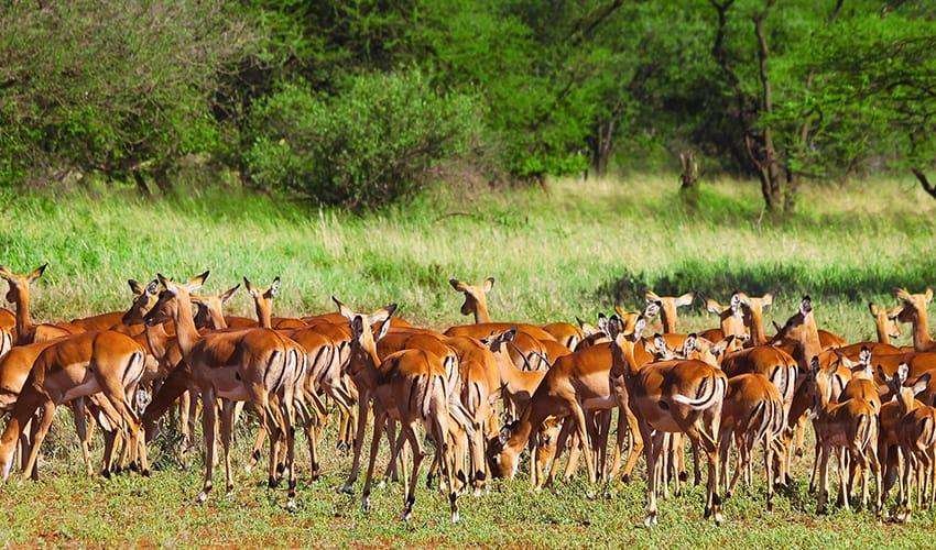 HighlightsofTanzaniaSafari6DTarangireSerengetiNgorongoro4
