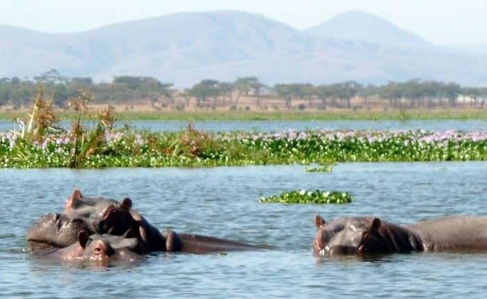 Hippos Lake Naivasha