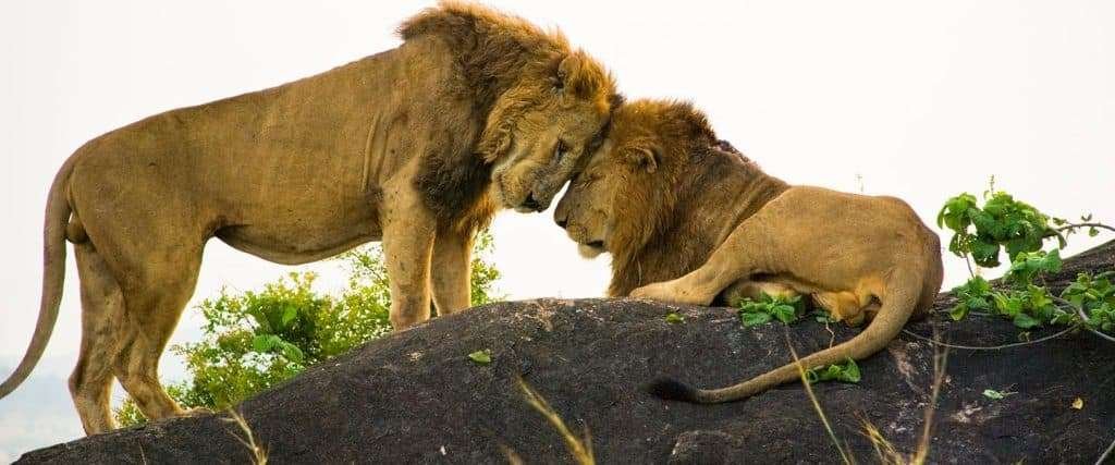 Kidepo Valley National Park 4