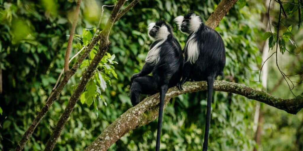 Kigali Nyungwe National Park