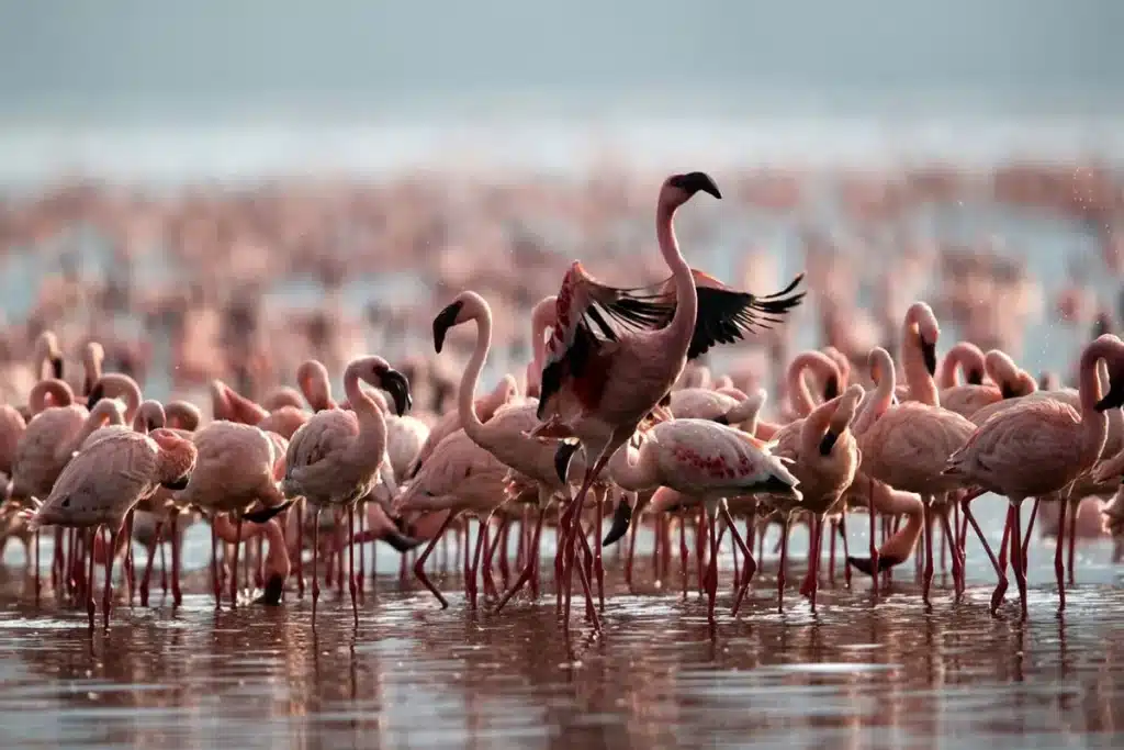 Kleins – Lake Natron