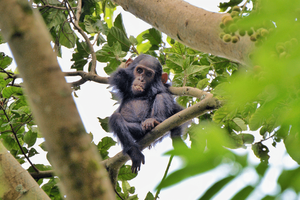 Lake Kivu Volcanoes National Park