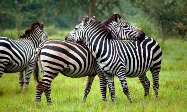 Lake Mburo National Park 750x450 1