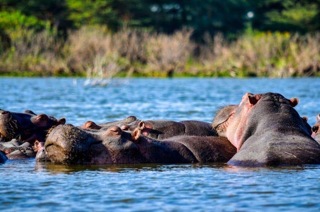 Lake Nakuru National Park