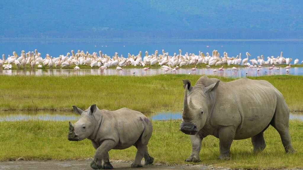 Lake Nakuru National Park 2